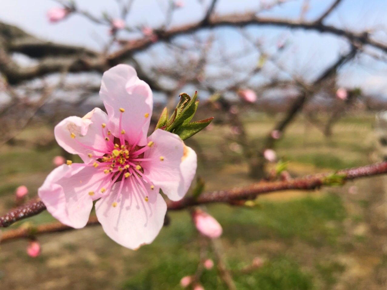 咲きました 春を告げる桃の花 福島市 Berrysgarden ベリーズガーデン 農業女子 景井愛実プロデュースの福島発 アグリブランド Berry S Garden